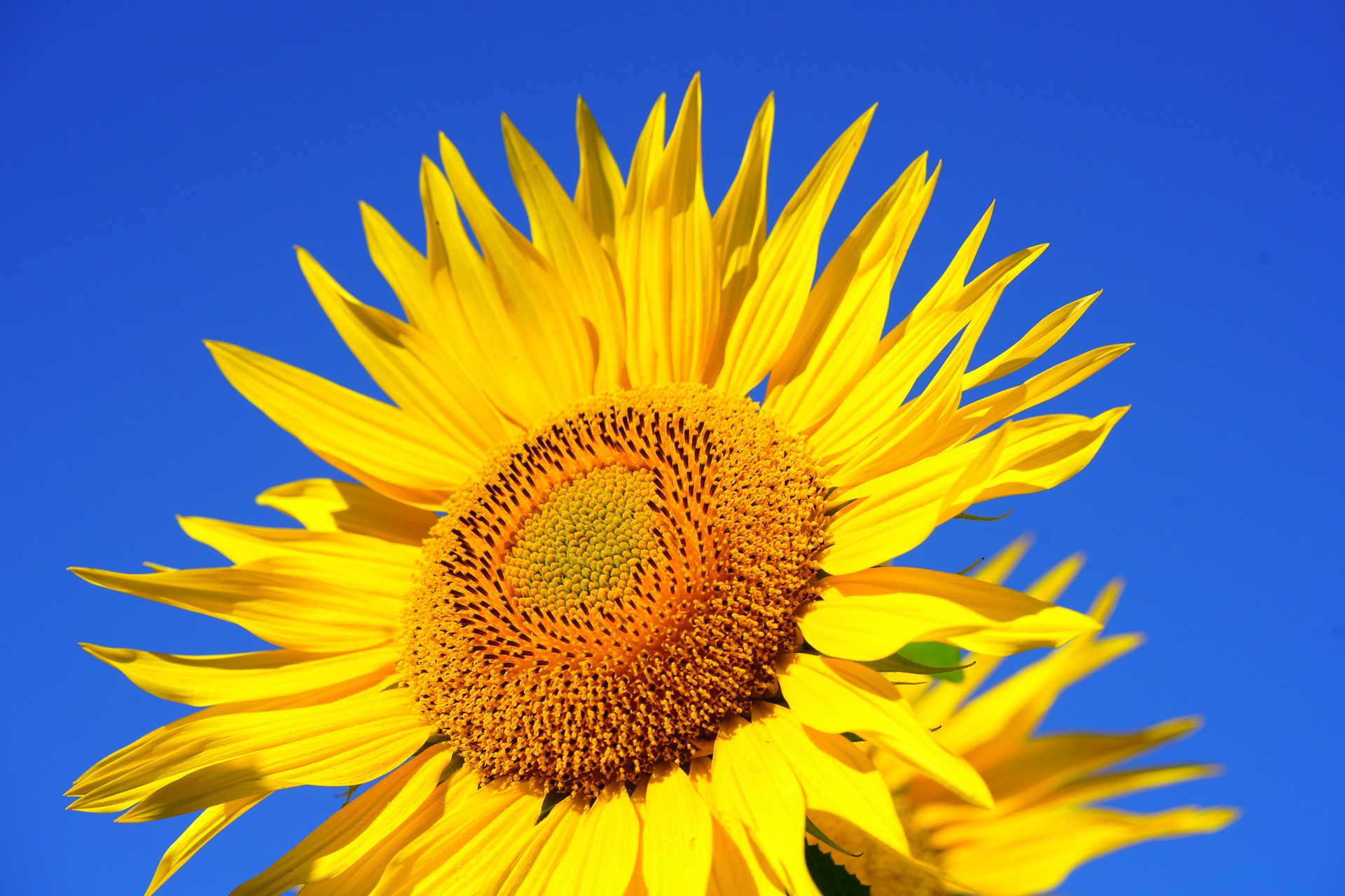 sun-flower-blossom-bloom-pollen-541484 solsikke